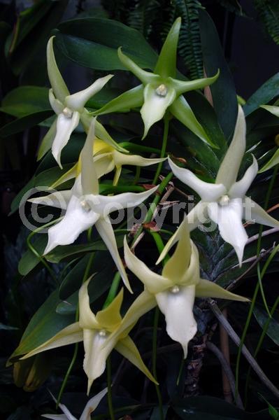 White blooms; Evergreen