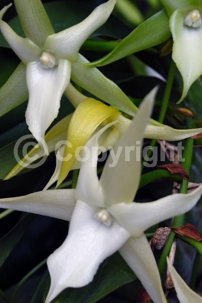 White blooms; Evergreen