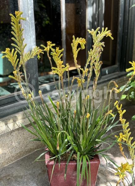 Yellow blooms; Semi-evergreen