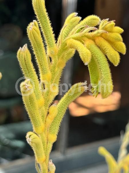 Yellow blooms; Semi-evergreen