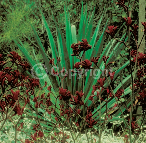 Red blooms; Semi-evergreen