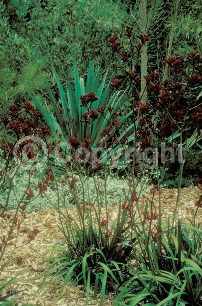 Red blooms; Semi-evergreen