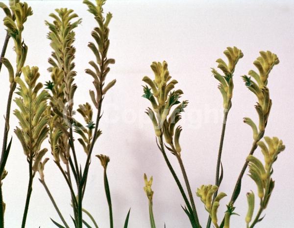 Yellow blooms; Semi-evergreen