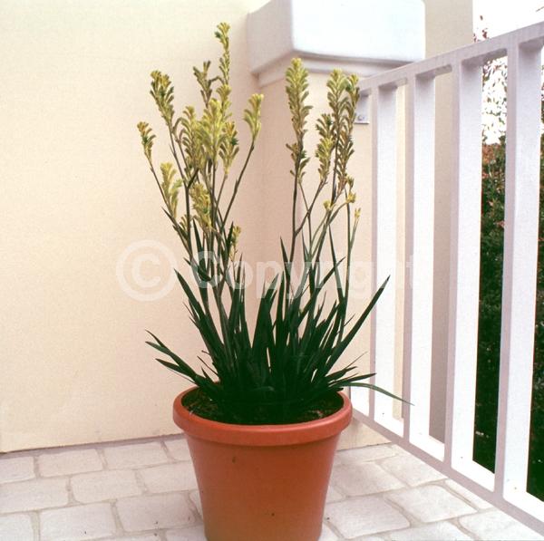 Yellow blooms; Semi-evergreen