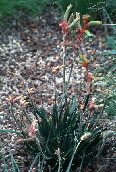 Yellow blooms; Semi-evergreen