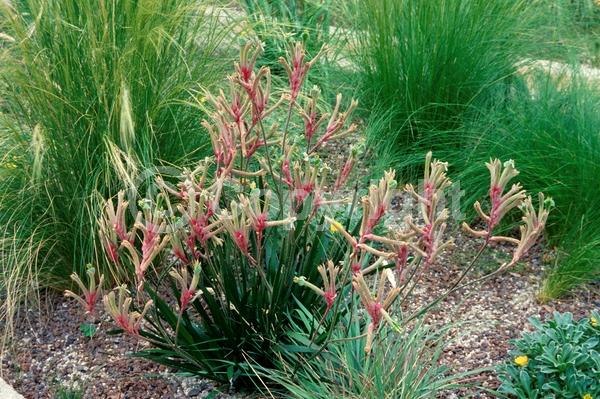 Yellow blooms; Semi-evergreen