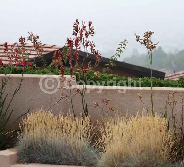 Yellow blooms; Semi-evergreen