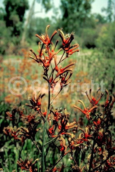Yellow blooms; Semi-evergreen