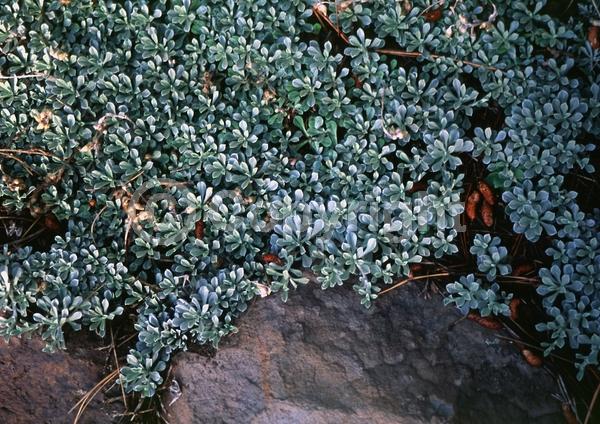 White blooms; Deciduous; North American Native
