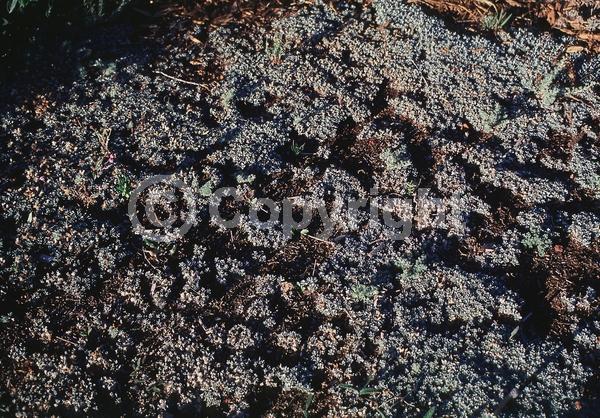 Pink blooms; Evergreen; Semi-evergreen; Broadleaf; North American Native