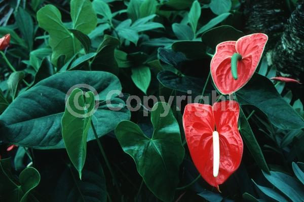 Red blooms; Evergreen; Needles or needle-like leaf