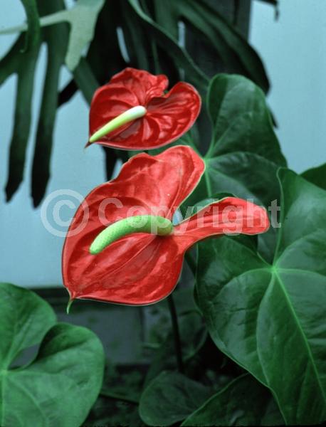 Red blooms; White blooms; Pink blooms; Salmon blooms; Evergreen; Needles or needle-like leaf