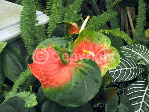 Red blooms; White blooms; Pink blooms; Salmon blooms; Evergreen; Needles or needle-like leaf