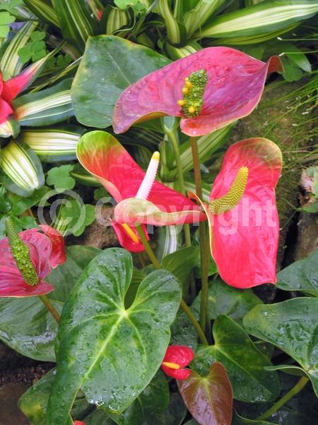 Red blooms; White blooms; Pink blooms; Salmon blooms; Evergreen; Needles or needle-like leaf