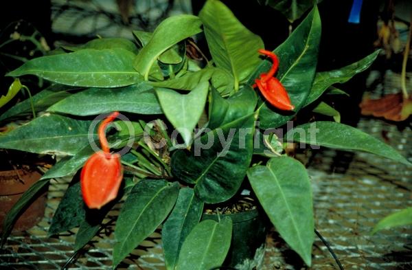 Red blooms; White blooms; Pink blooms; Salmon blooms; Evergreen; Needles or needle-like leaf