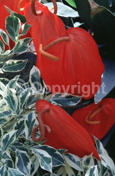 Red blooms; Evergreen