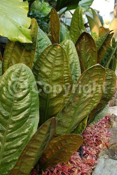 White blooms; Pink blooms