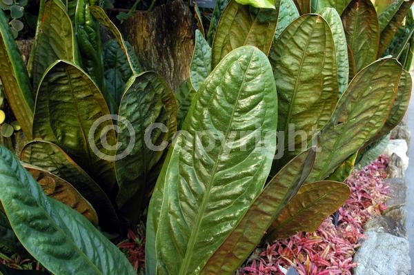 White blooms; Pink blooms