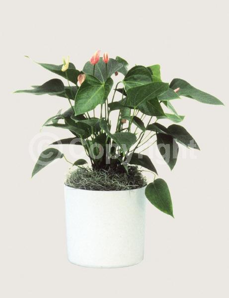 Red blooms; White blooms; Pink blooms; Salmon blooms; Evergreen; Needles or needle-like leaf