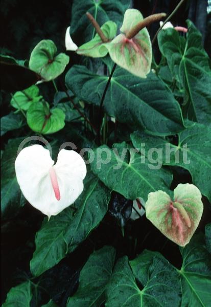 White blooms; Evergreen