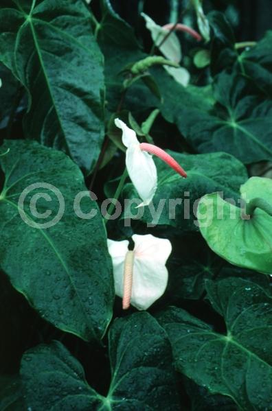 White blooms; Evergreen