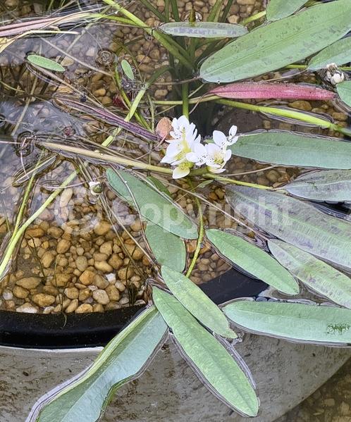 White blooms; Semi-evergreen