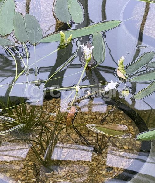 White blooms; Semi-evergreen