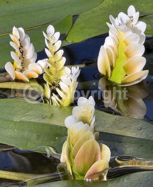 White blooms; Semi-evergreen