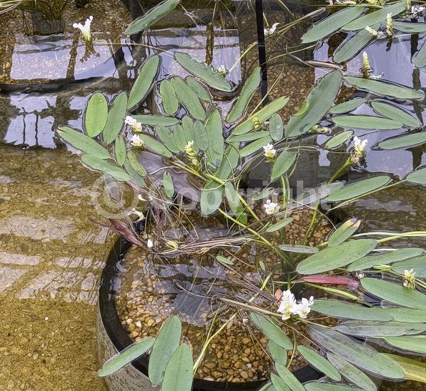 White blooms; Semi-evergreen