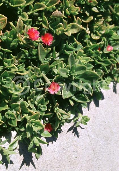 Red blooms; Evergreen; Needles or needle-like leaf