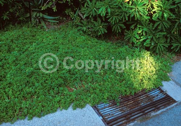 Red blooms; Evergreen; Needles or needle-like leaf