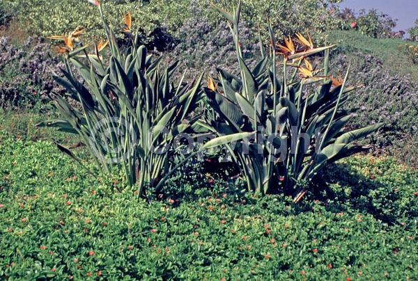 Red blooms; Evergreen; Needles or needle-like leaf