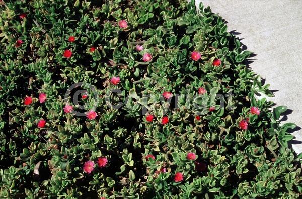 Red blooms; Evergreen; Needles or needle-like leaf