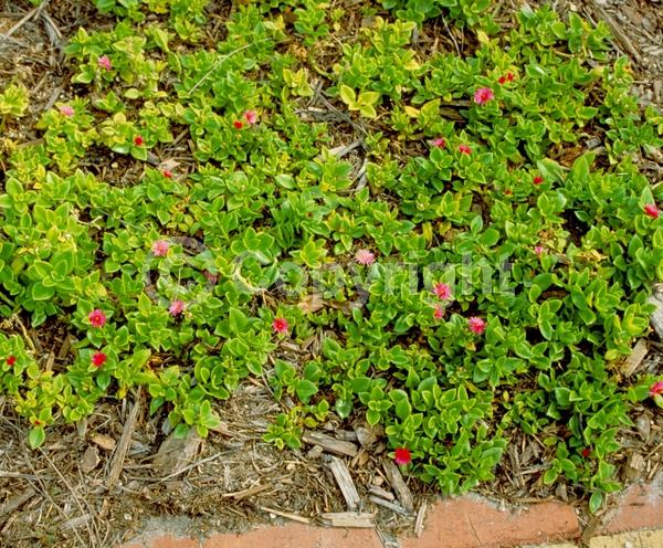 Red blooms; Evergreen; Needles or needle-like leaf