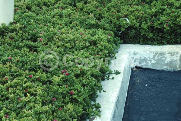Red blooms; Evergreen; Needles or needle-like leaf