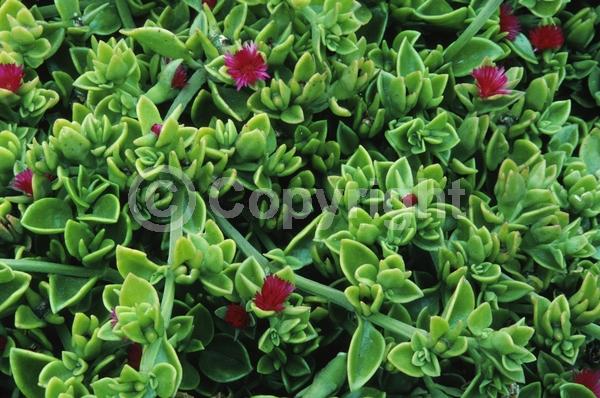 Red blooms; Evergreen; Needles or needle-like leaf