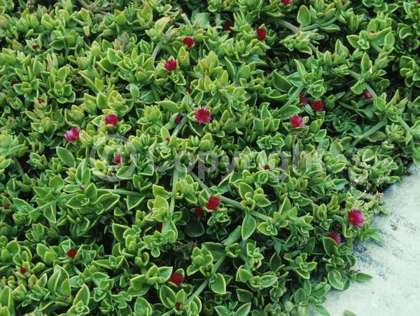 Red blooms; Evergreen; Needles or needle-like leaf