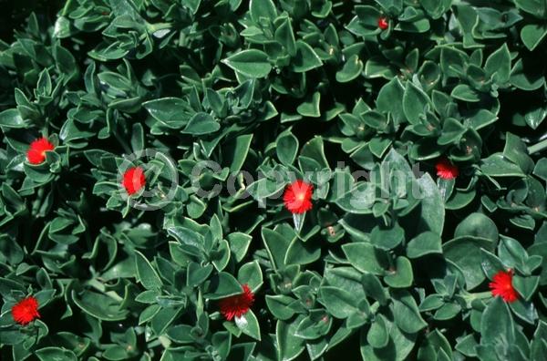 Red blooms; Evergreen; Needles or needle-like leaf