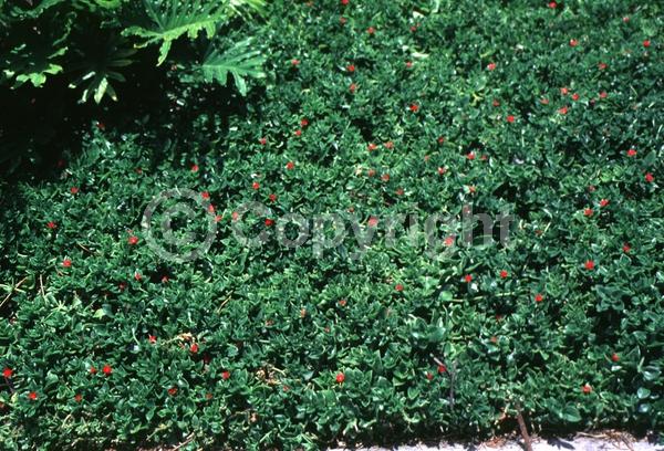 Red blooms; Evergreen; Needles or needle-like leaf