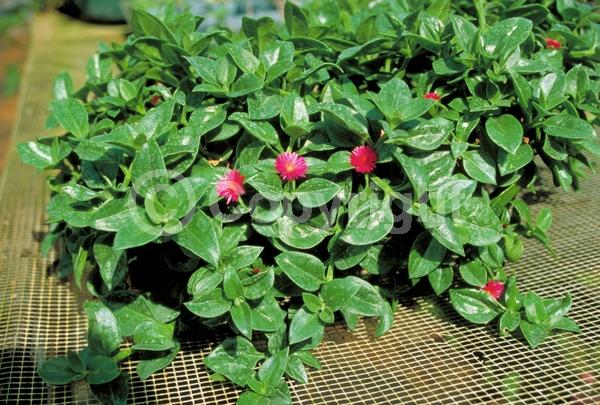 Red blooms; Evergreen; Needles or needle-like leaf