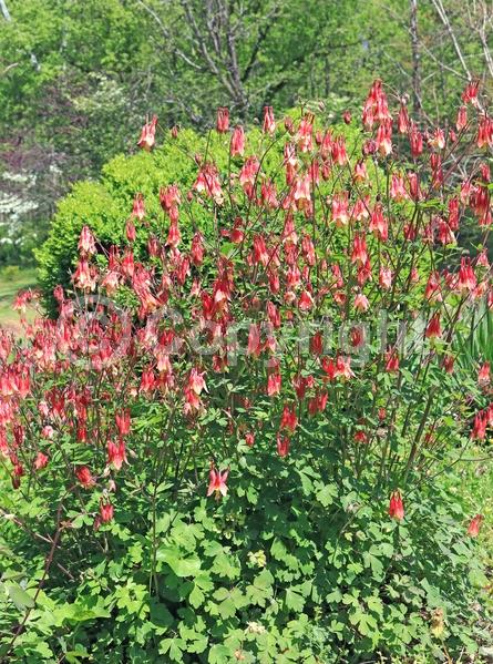 Red blooms; Yellow blooms; Deciduous; Broadleaf; North American Native