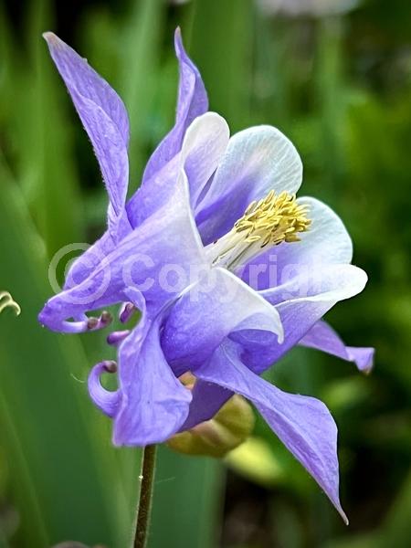 Red blooms; Yellow blooms; Deciduous; Broadleaf; North American Native