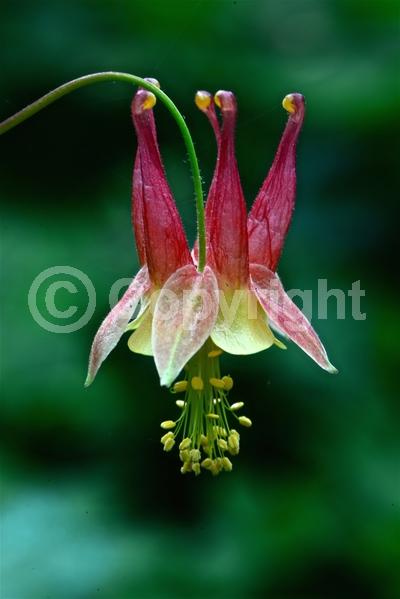 Red blooms; Yellow blooms; Deciduous; Broadleaf; North American Native