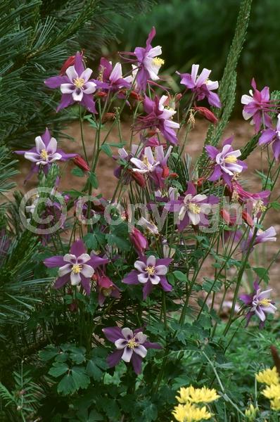 Blue blooms; Deciduous; Broadleaf; North American Native