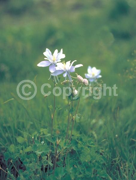 Blue blooms; Deciduous; Broadleaf; North American Native