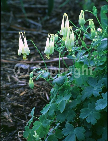Yellow blooms; Deciduous; Broadleaf; North American Native