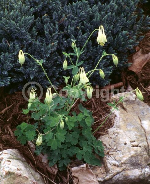Yellow blooms; Deciduous; Broadleaf; North American Native