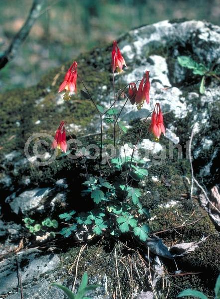 Red blooms; Yellow blooms; Deciduous; Broadleaf; North American Native