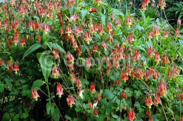 Red blooms; Yellow blooms; Deciduous; Broadleaf; North American Native