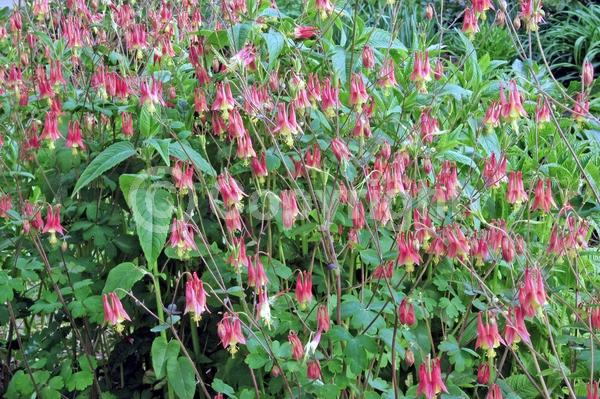Red blooms; Yellow blooms; Deciduous; Broadleaf; North American Native